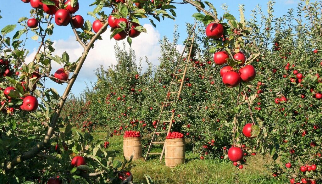 CULTIVO-DE-MANZANAS